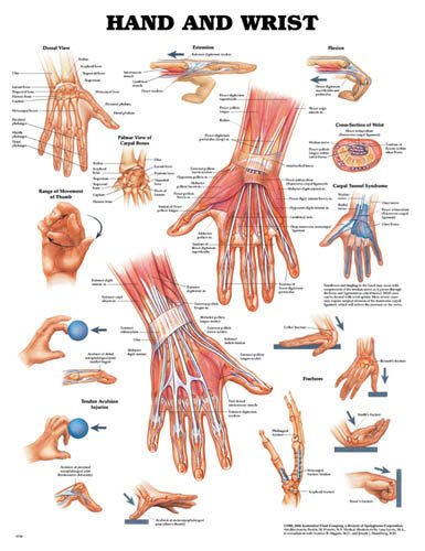 The Hand & Wrist Chart - Best Medical Supplies Online